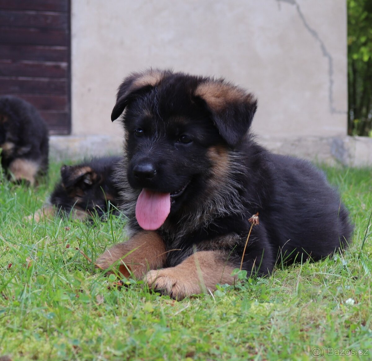 Německý ovčák štěňata s PP pejsek - 2