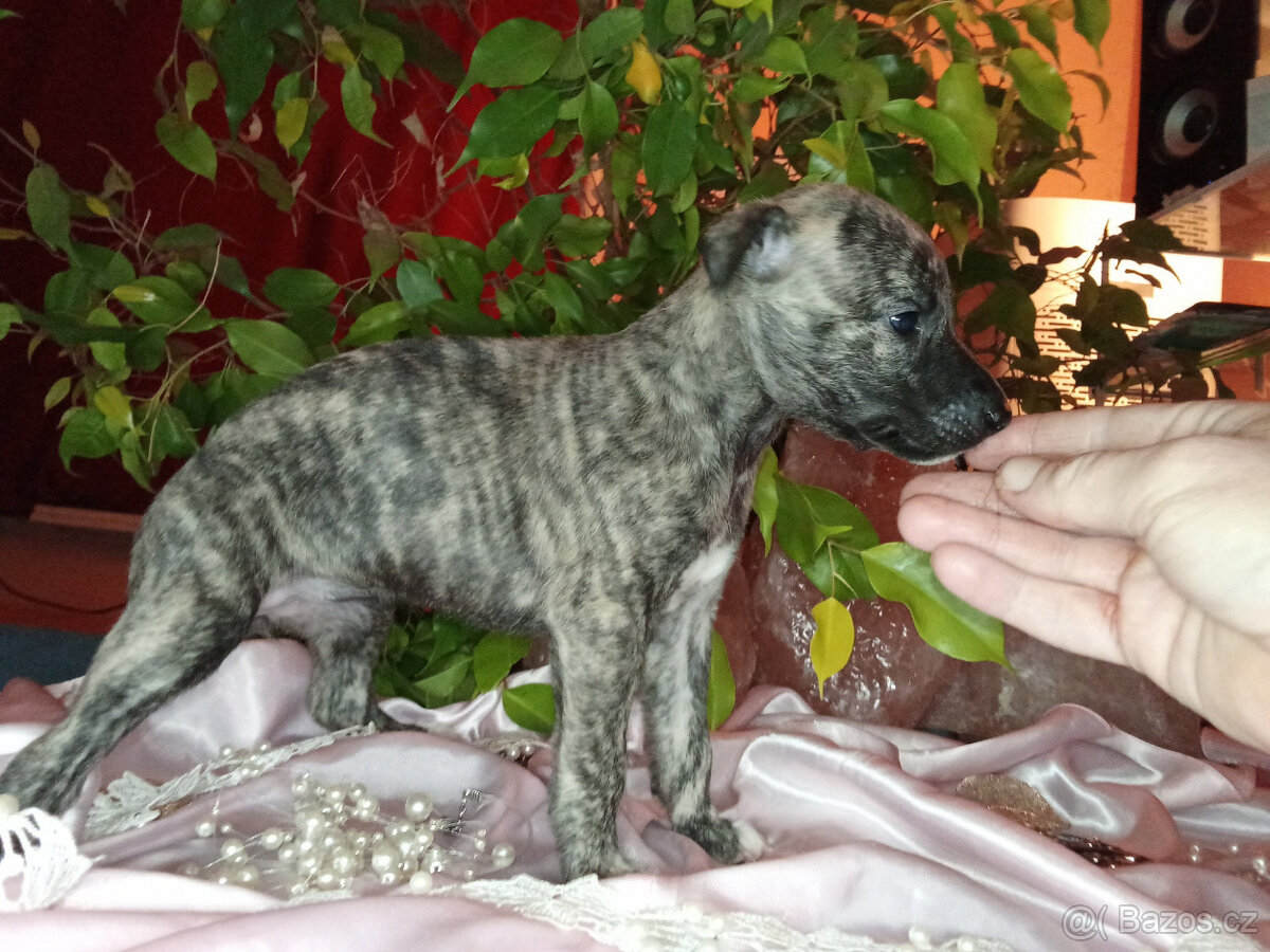 Whippet štěňátka bez PP po rodičích s PP ( FCI). - 2