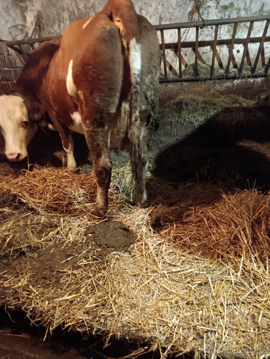 Prodám prvotelku C100 - 2