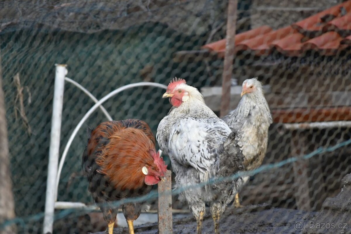 Kohouti do chovu - 2