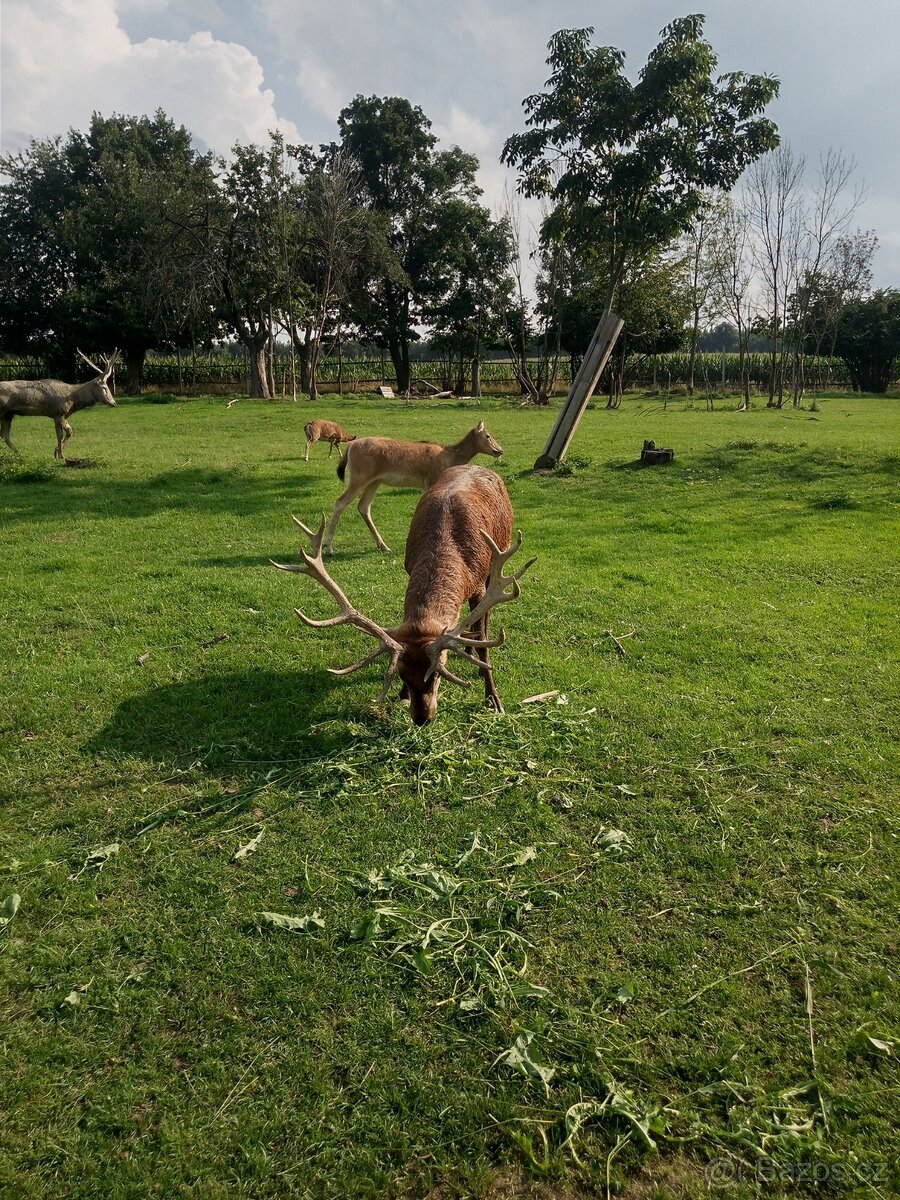 Jelení,mufloní,dančí zvěř - 2