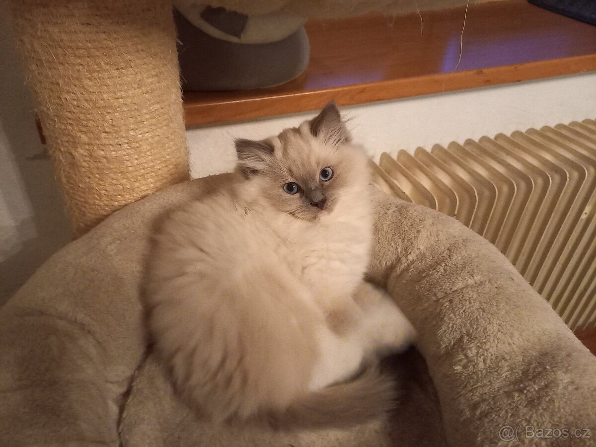 Kotě ragdoll s PP - 2