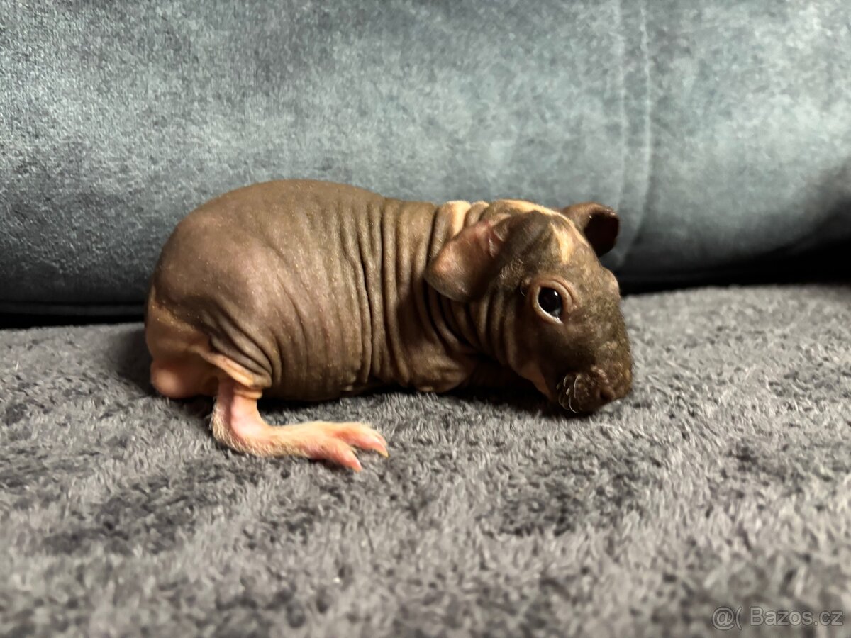 Skinny mořce s PP - 2