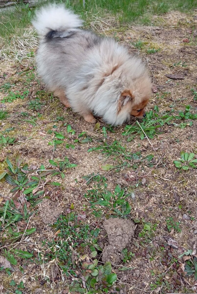 Pomeranian - 2
