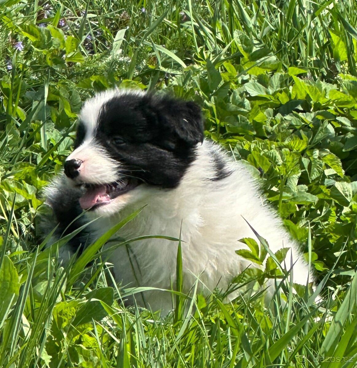 Border kolie - 2