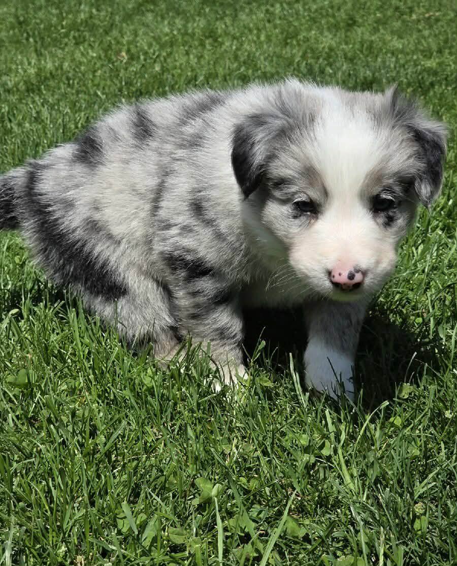 Border kolie Merle - 2