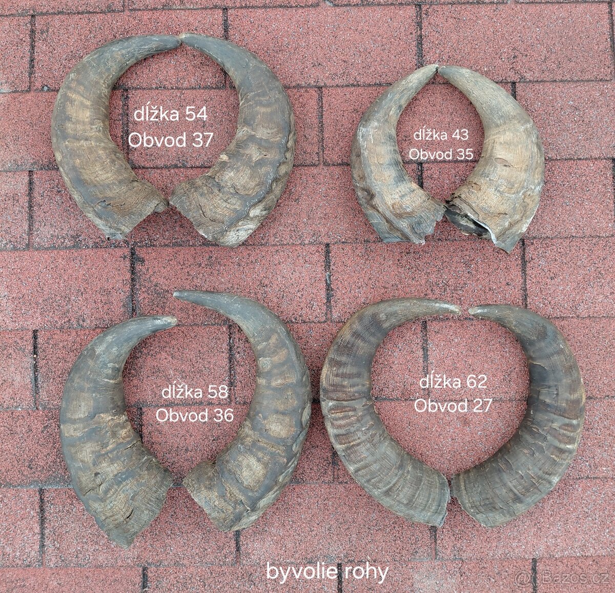 Byvolie rohy - 2