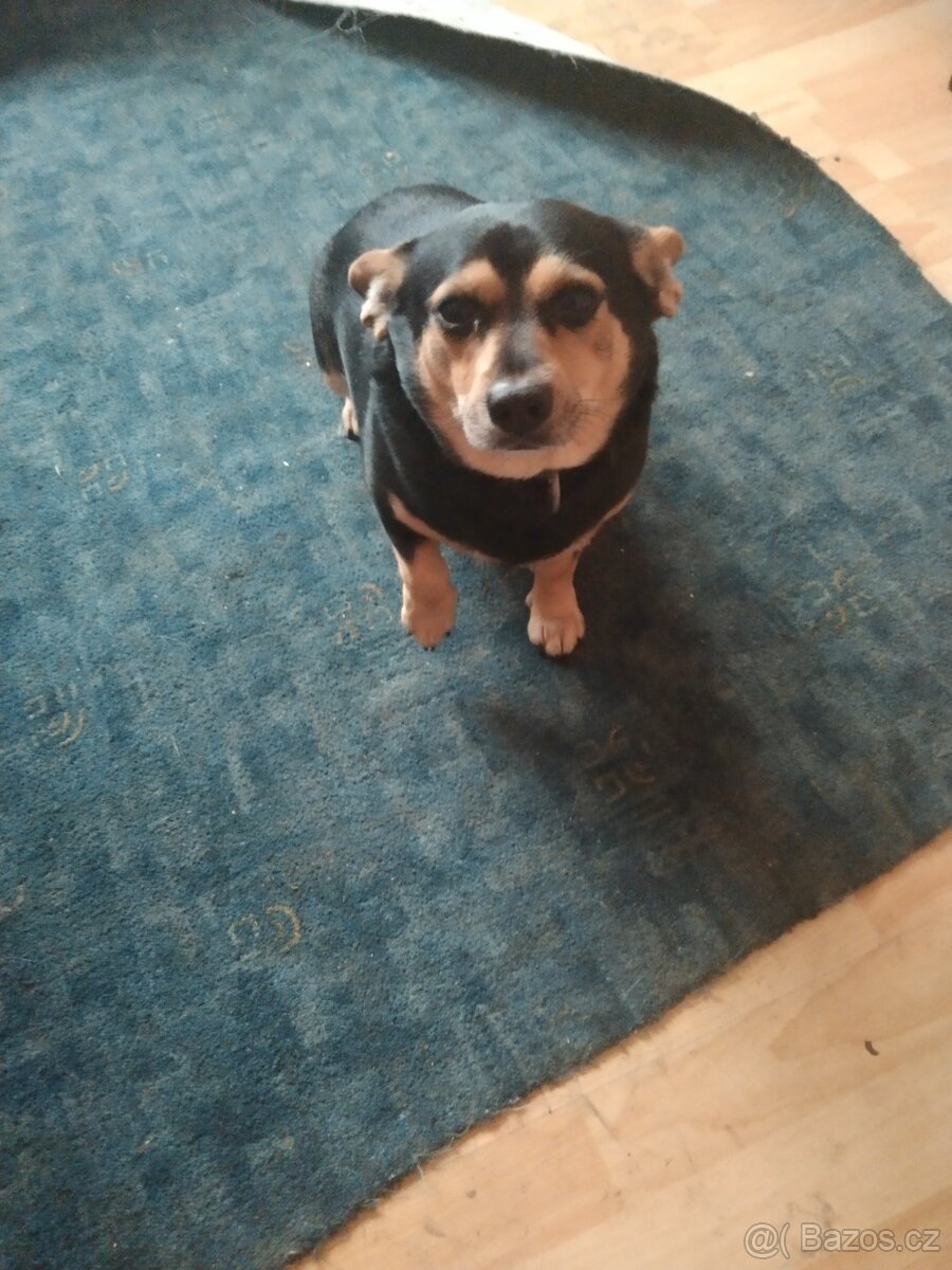 Křížení čivava - 2