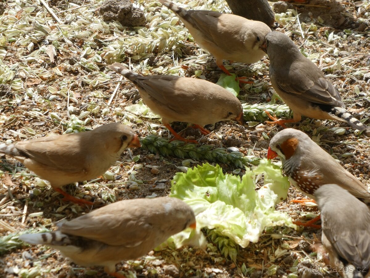 Prodám kanáry a zebřičky - 2