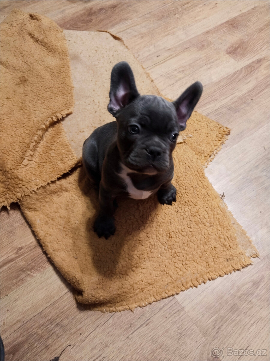 Francouzský buldoček - 2