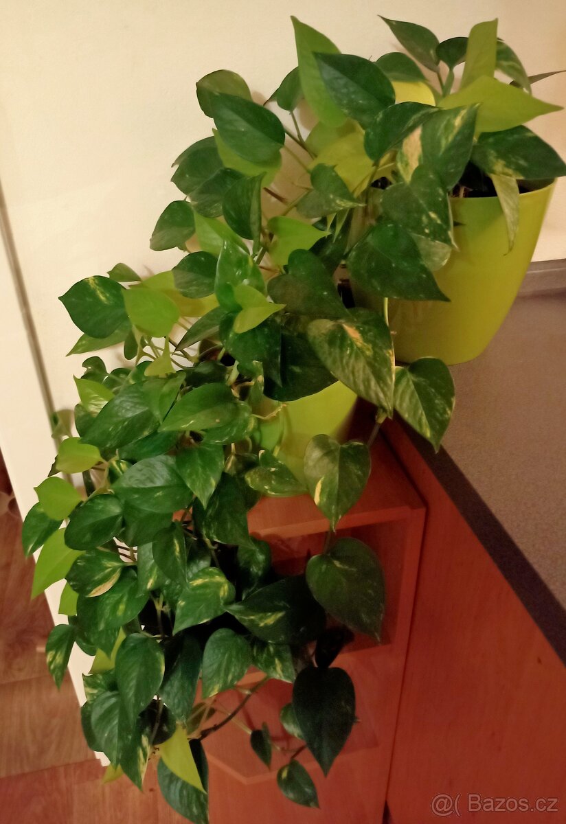 Rostlina Potos - 2