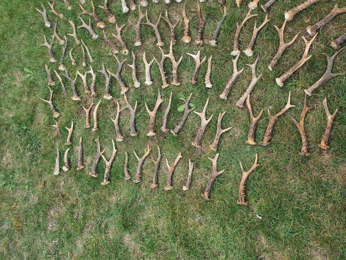 Srnci shozy parozi - 2