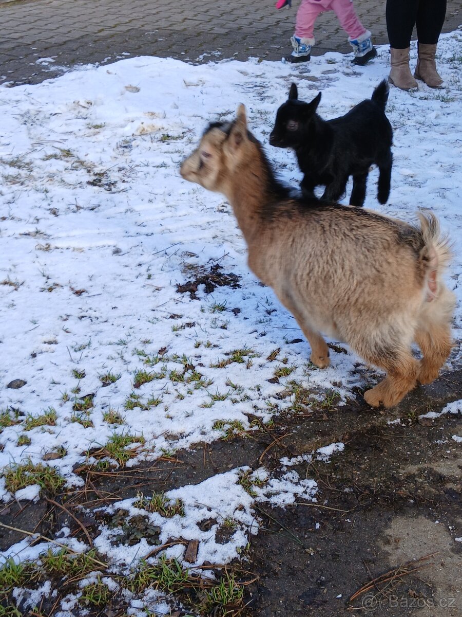 Prodám kůzlata - 2