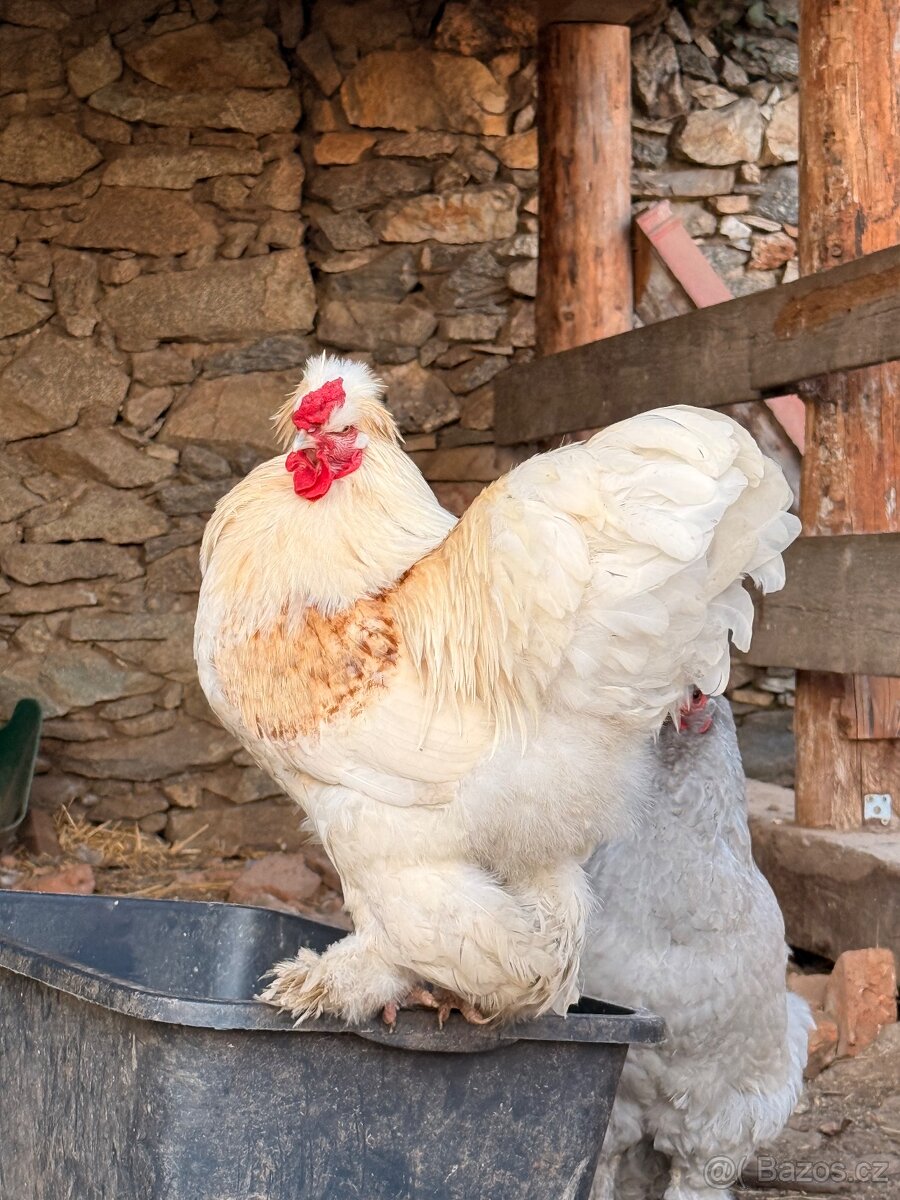 Brahmanka x hedvábnička - 2