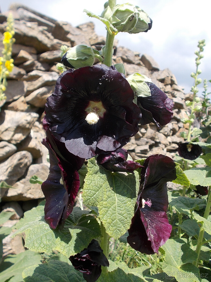 semena TOPOLOVKY - 3 barvy - 2