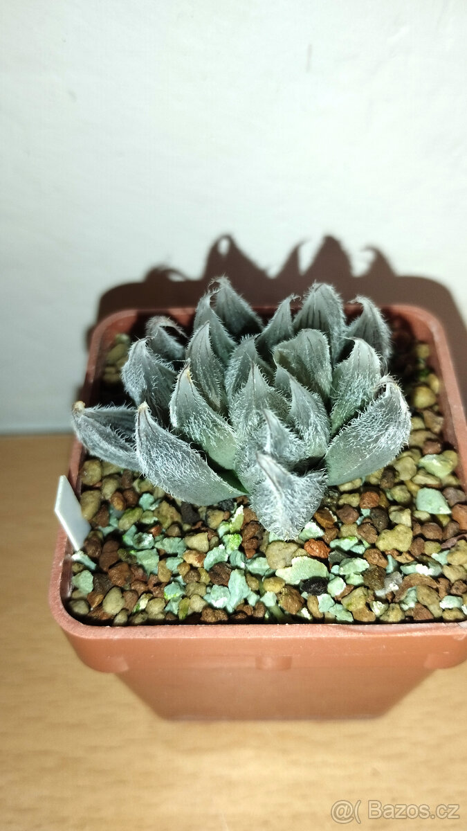 Haworthia Venusta ( sukulent ) - 2