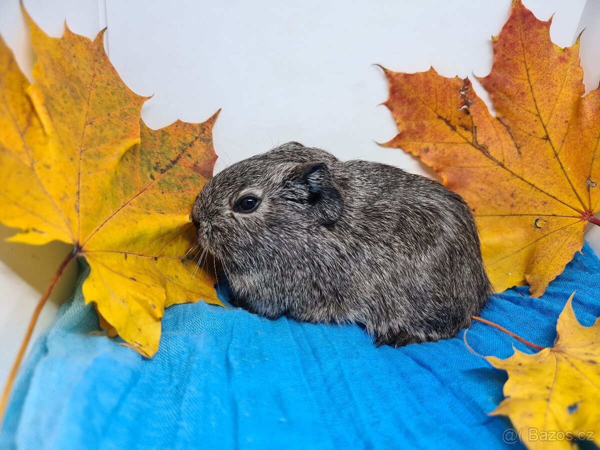 Sameček morče, Pp, již k odberu - 2