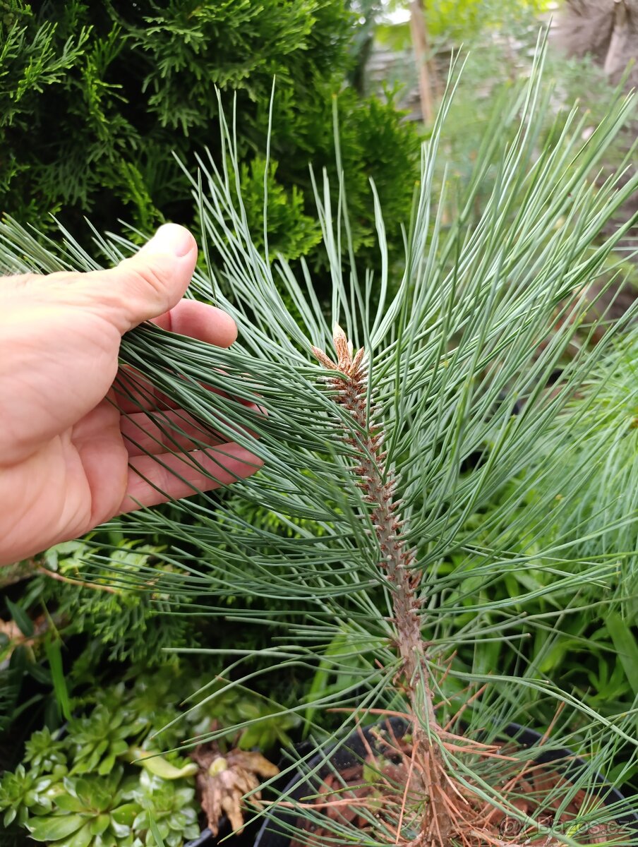 Borovice jeffreyova - 2