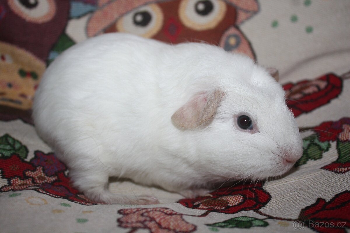 Morčátka z chs - 2