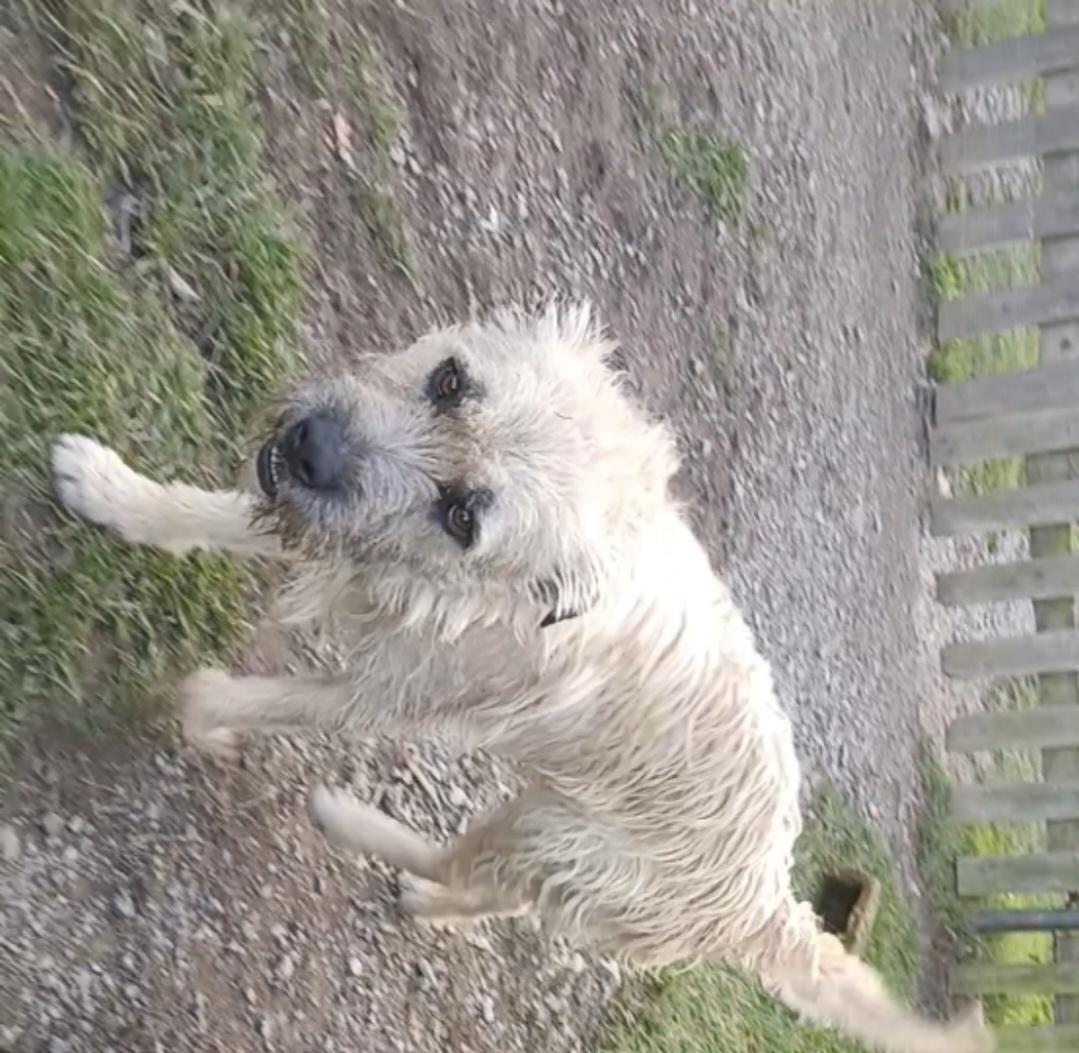 Daruji psa spěchá - 2