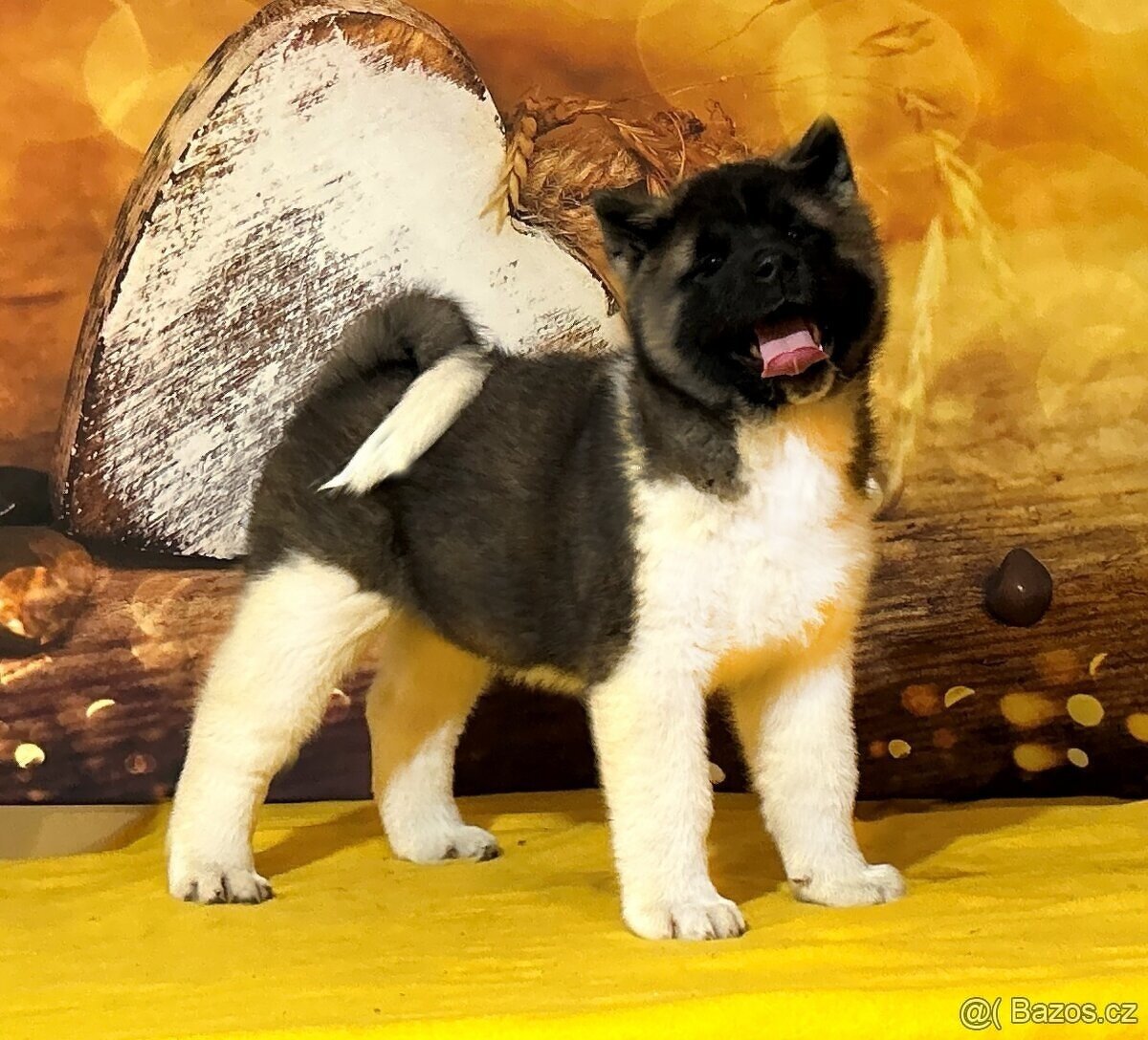 Americká akita s PP - 2