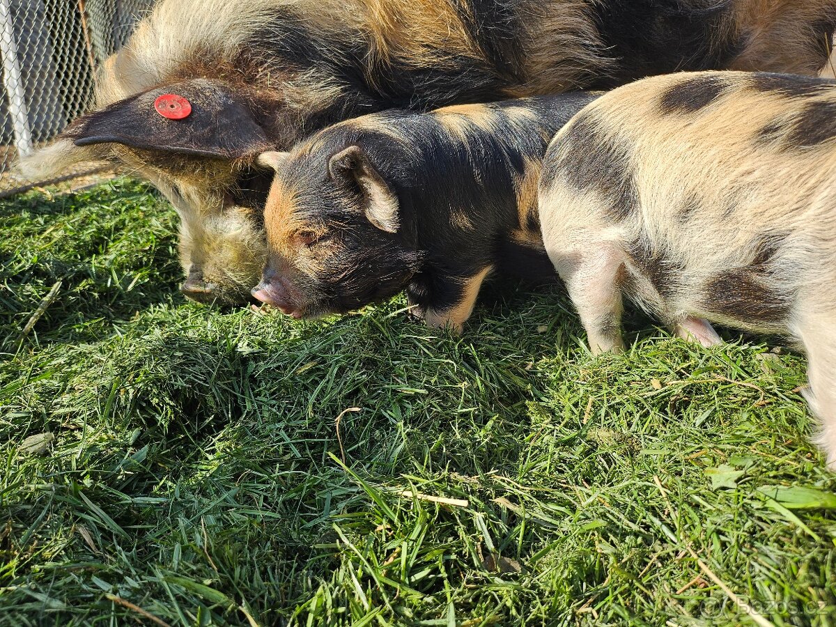 Kune kune s PoP i bez - 2