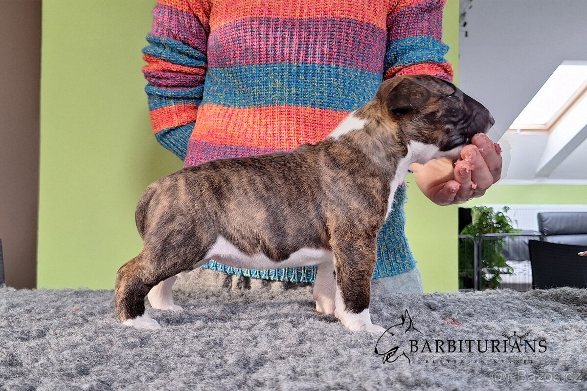 Anglický Bulteriér s PP / Bullterier, bullterrier - 2