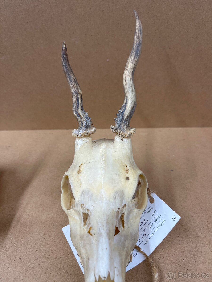Srnčí parůžky / nůž BUCK -USA - 2