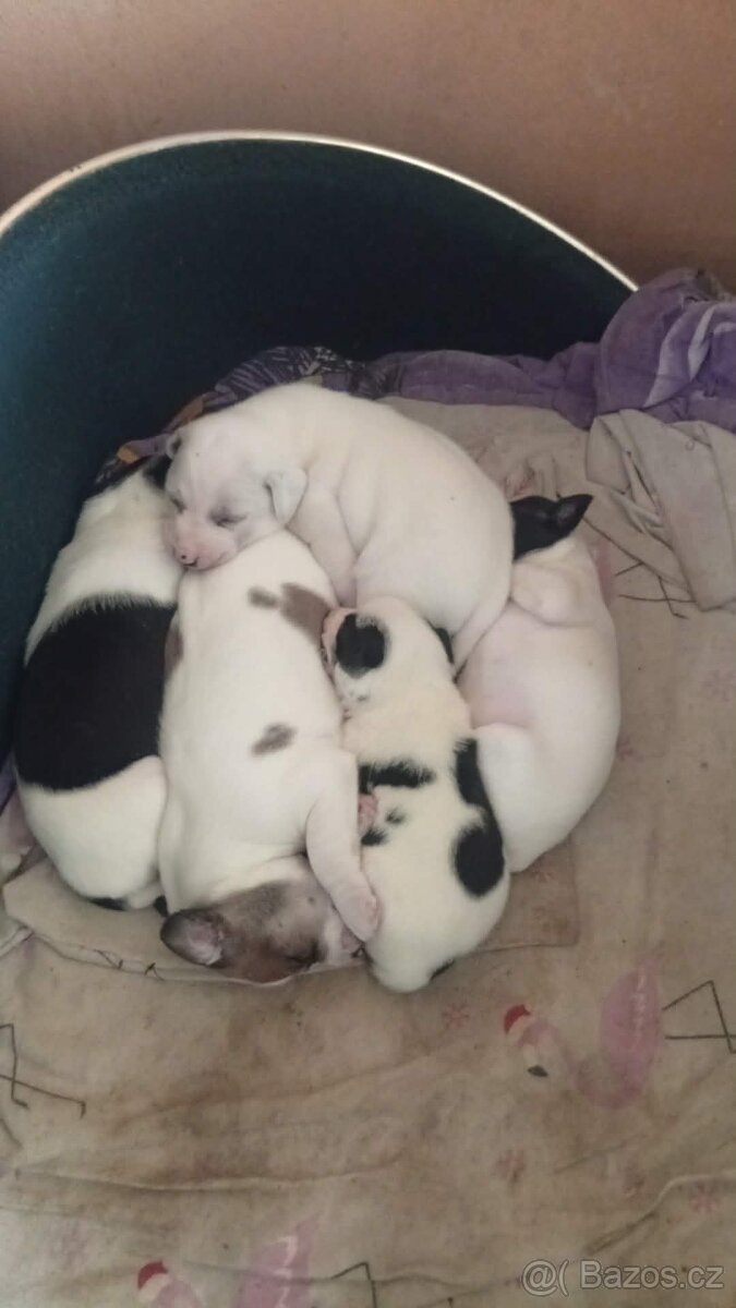 Jack Russell x Parson teriér - 2