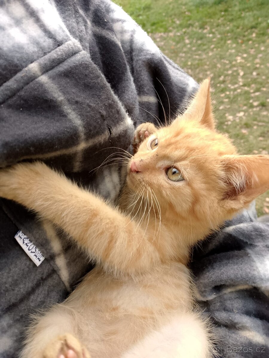 Darujeme koťě - 2