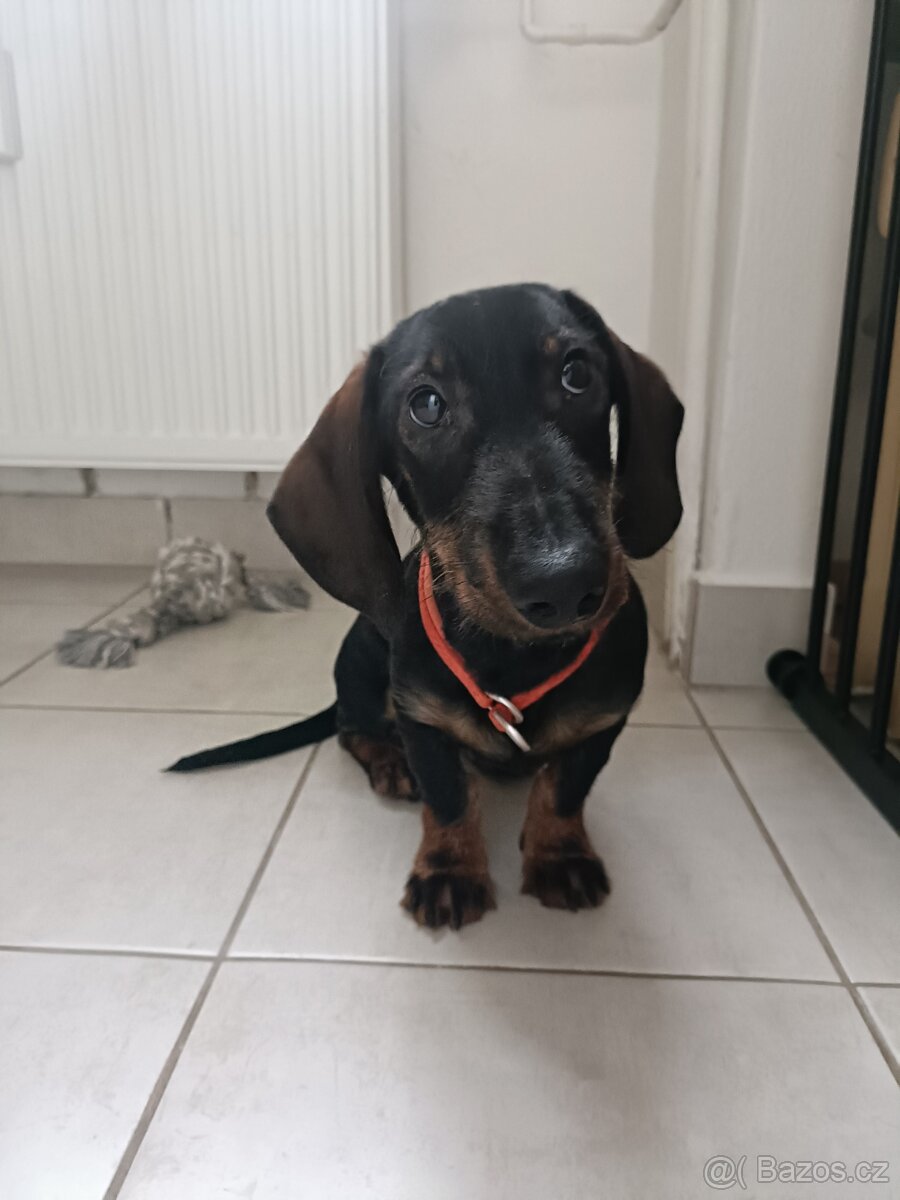 Jezevčík standard hladkosrstý bez PP - 2