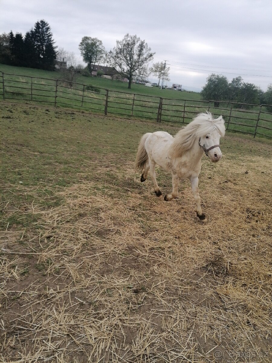 Prodám poníka, Apaloosa, pony - 2