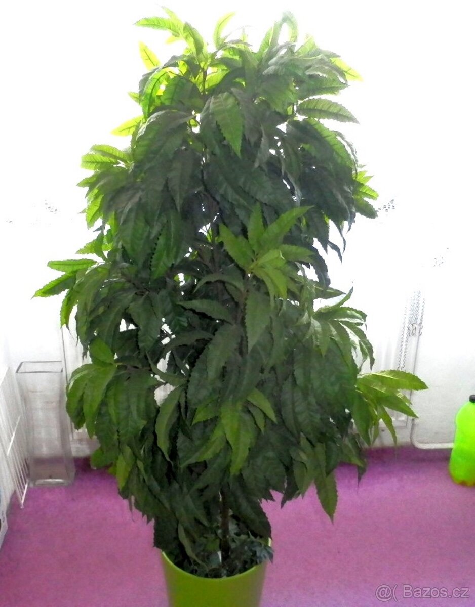 Umělý strom do bytu, hustý, velký-145 cm - 2