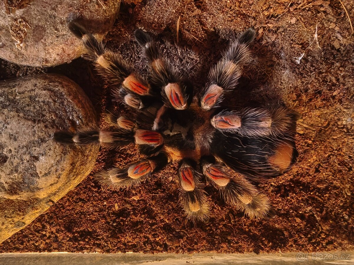 Sklípkan s teráriem - 2