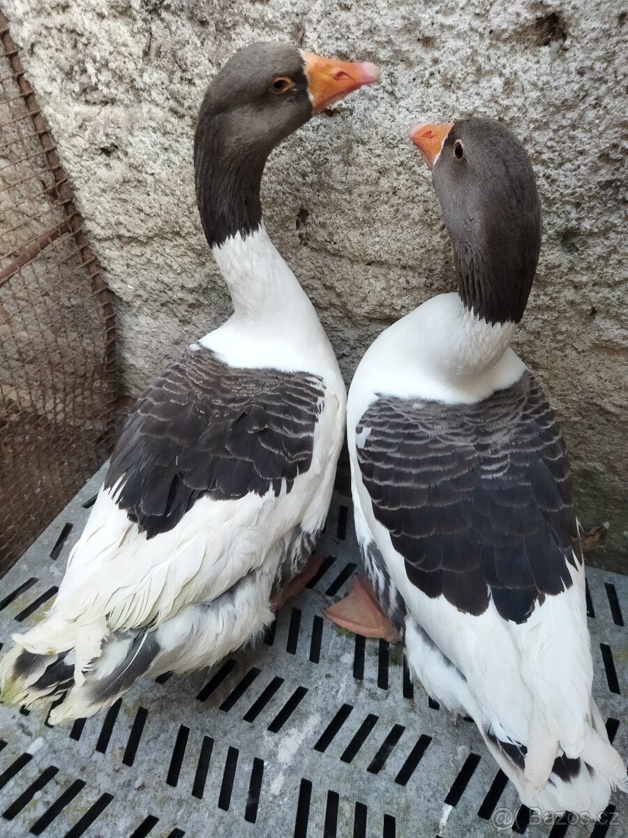 Pomořanský houser - 2