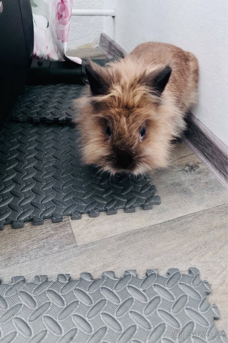 Daruji zakrslého králíčka - 2