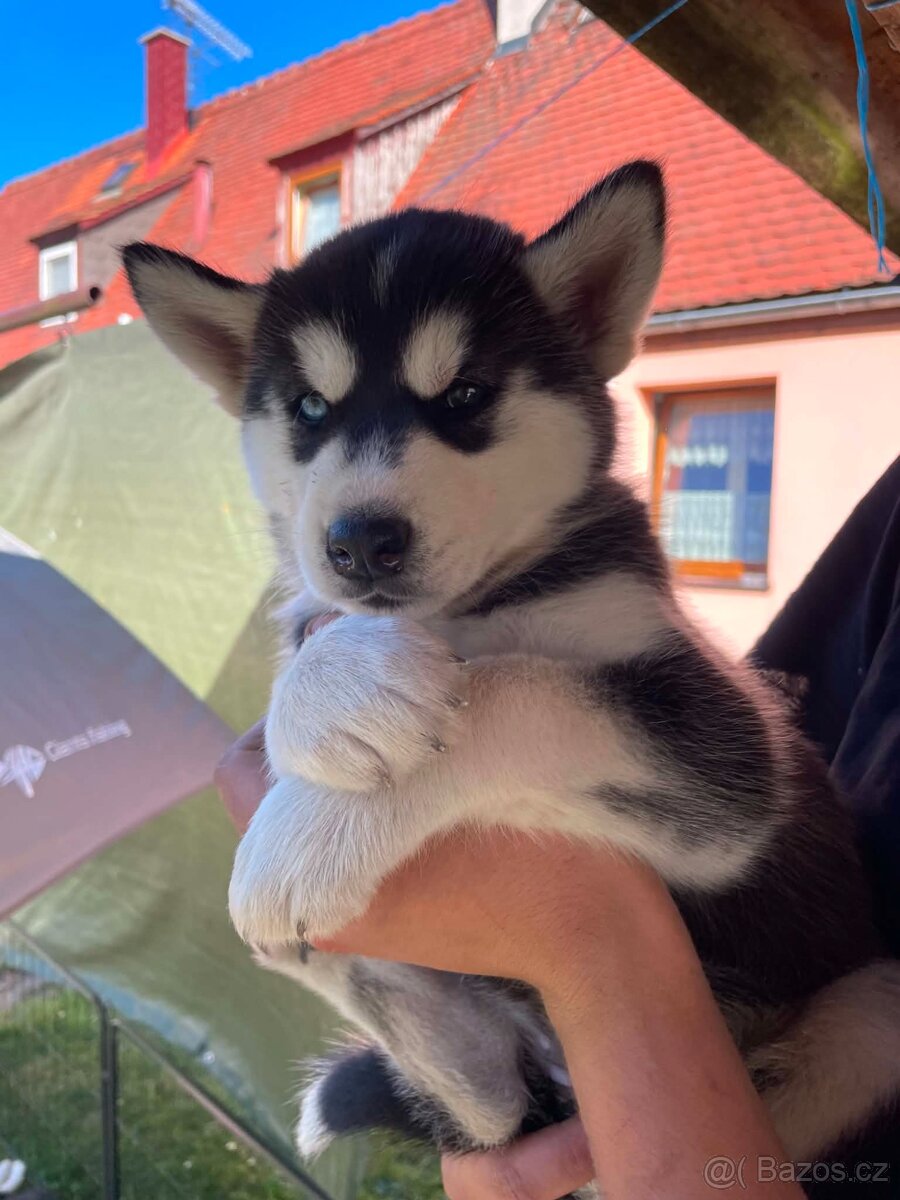 Sibiřský husky - 2