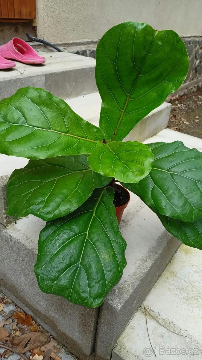 Ficus lyrata - 2
