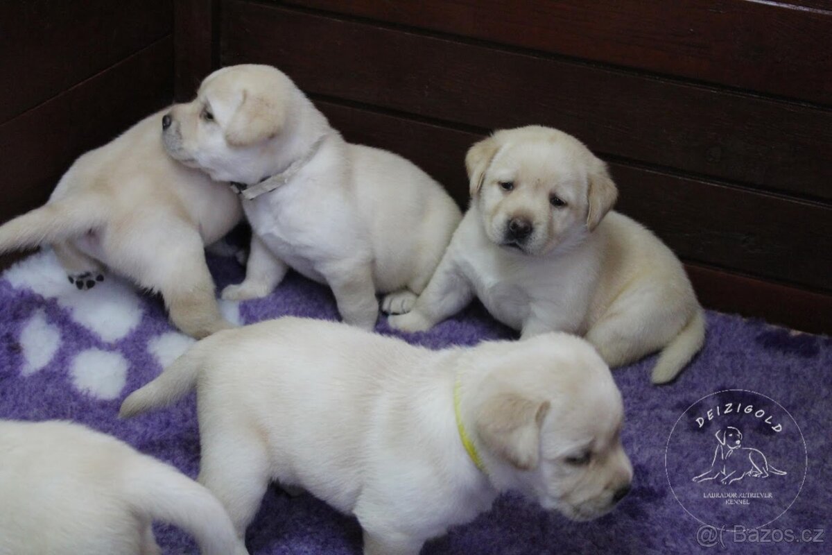 Labrador retriever s rodokmeňom pôvodu - 2