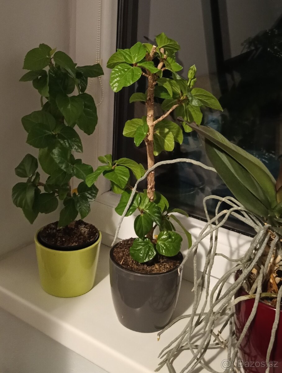 Ibišek - Hibiscus rosa, Orchidej - Phalaenopsis - 2