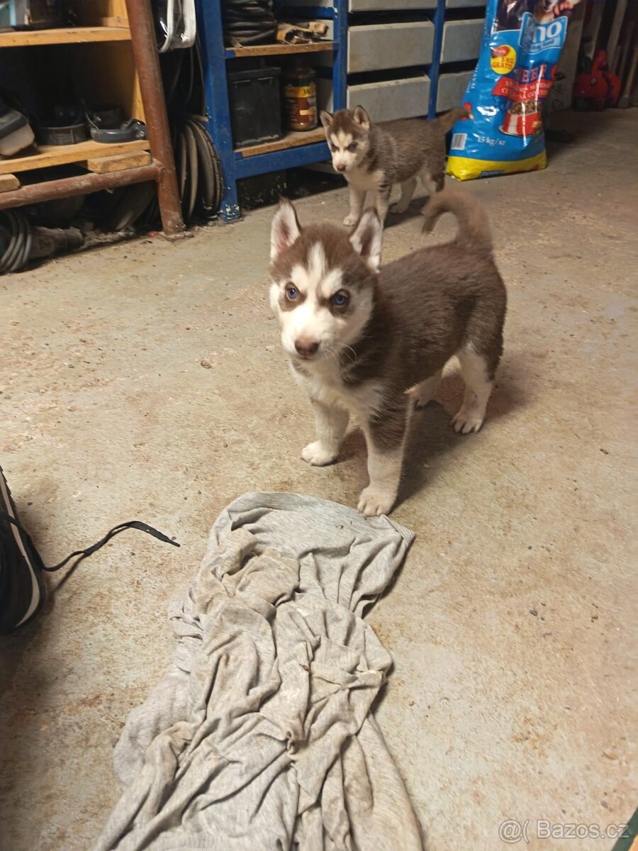 Sibiřský husky - 2