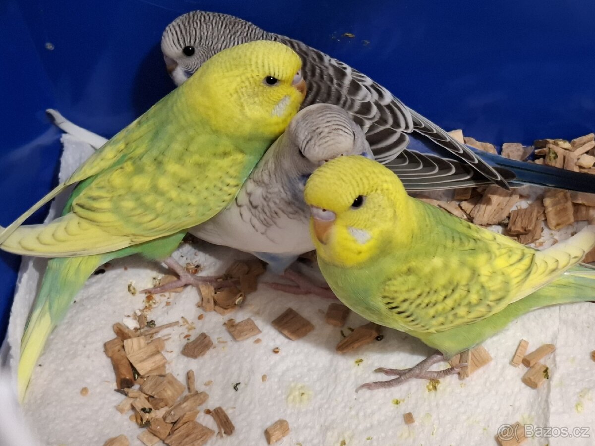 Andulky vlnkovane - 2