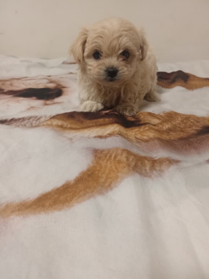 Maltipoo - 2