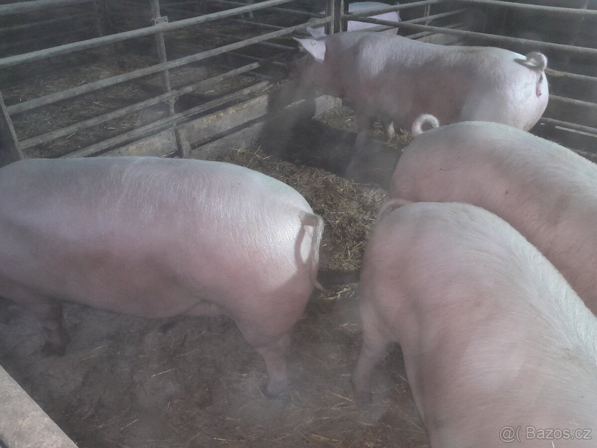 Prodám prase - 2