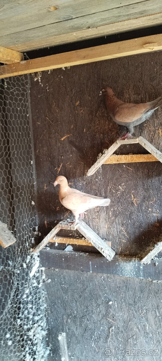 Prodám holubi - 2