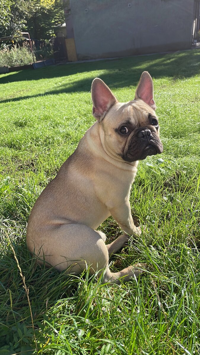 Francouzský buldoček ke krytí 2roky - 2