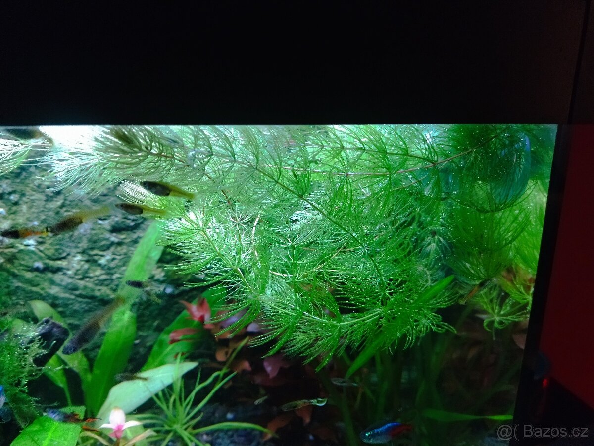 Akvarijní rostlina Růžkatec - 2