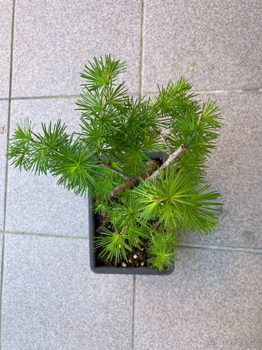 Bonsai, Bonsaj, modřín opadavý - 2