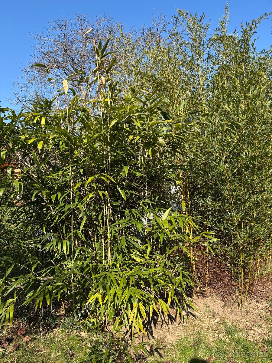 Mrazuvzdorný bambus (Phyllostachys aurea) sazenice - 2
