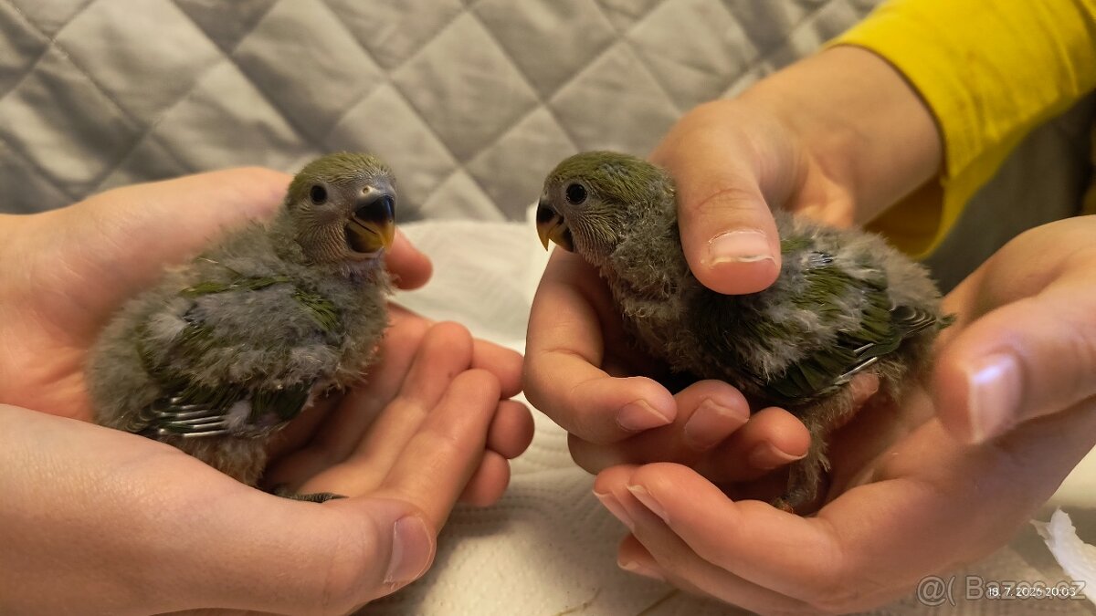 Agapornis růžohrdlý - 2